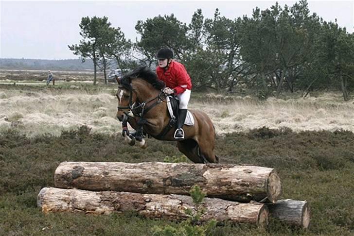 Welsh Pony (sec B) Bjerregaards Evelyn - Jagt i nørrelund plantage 09 billede 7