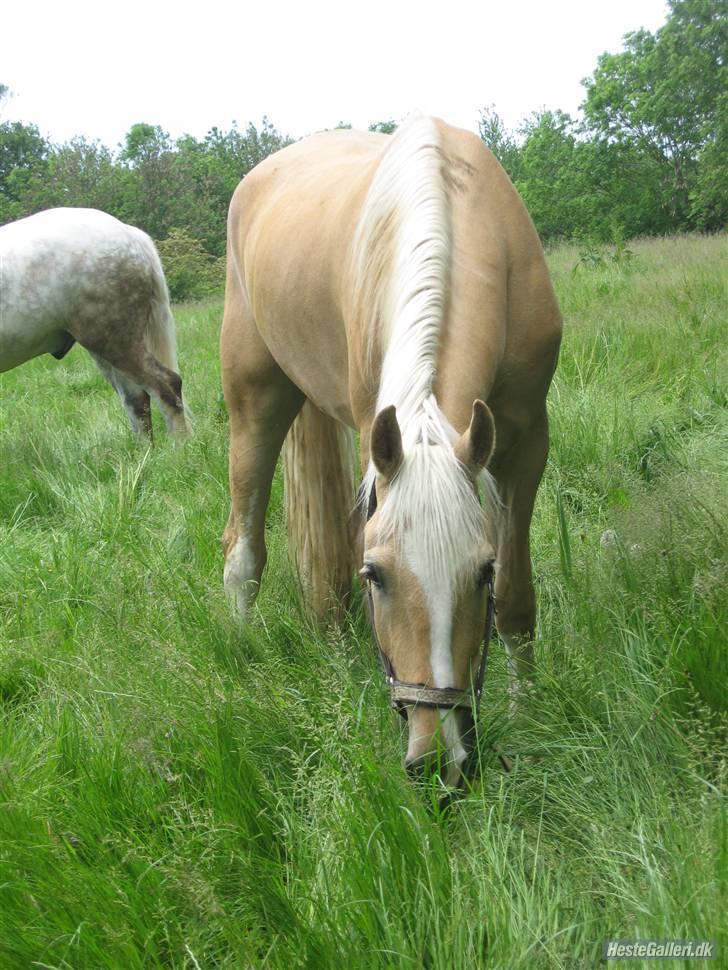 Palomino Lysgaards Bazar#SOLGT# - Åhh lille bazar <3 billede 14