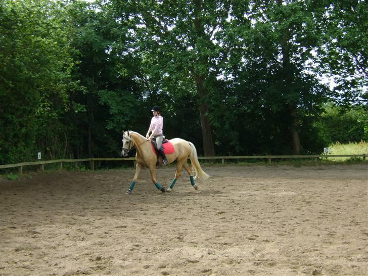 Palomino Lysgaards Bazar#SOLGT# - Babyen  træner 8/7 09 billede 15