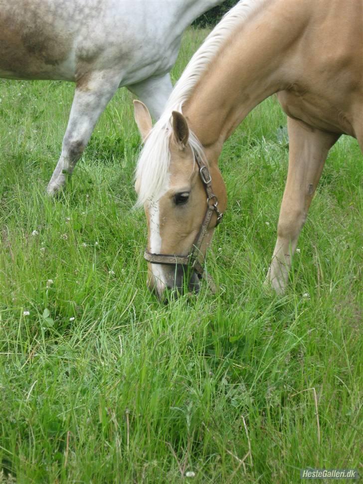 Palomino Lysgaards Bazar#SOLGT# - Nyder solen og græsset billede 16