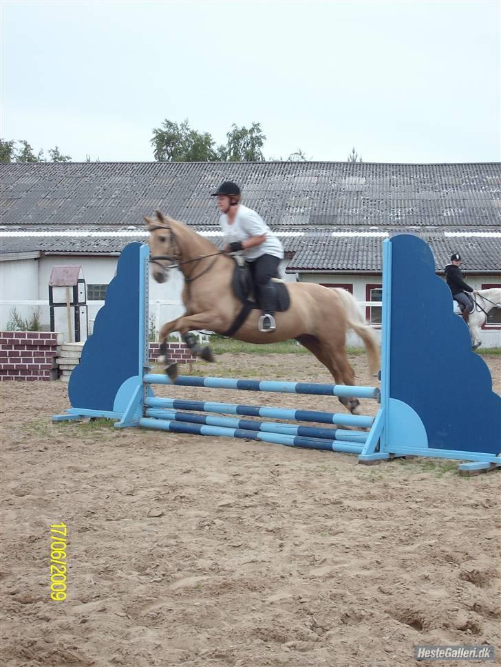 Palomino Kingo  billede 18