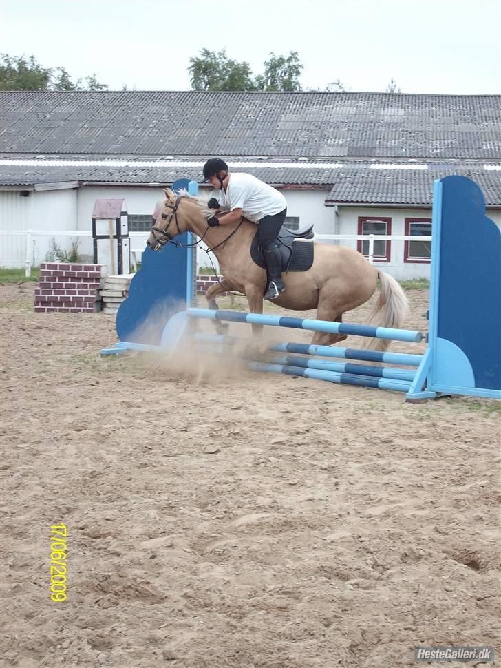 Palomino Kingo  billede 19