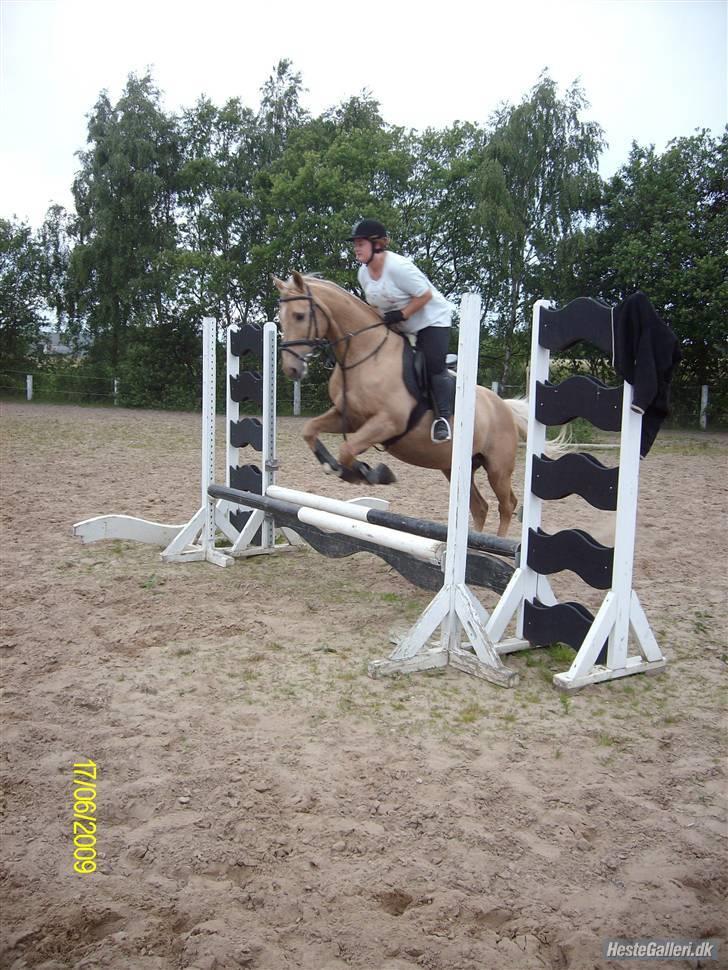 Palomino Kingo  billede 20