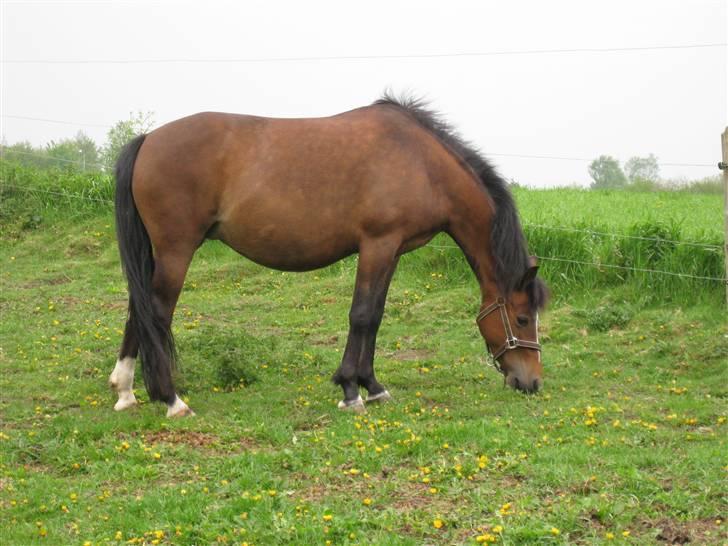 New Forest Majgårdens Cirkeline - Cirkeline på folden ca. 10 dage før hun folede, maj 2009 billede 10