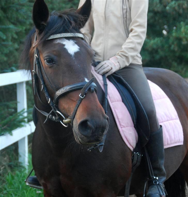 DSP Midnight Diamond - Efter dressurundervisning ved Nanna <3 Foto: Nanna Nørholm :-) billede 7