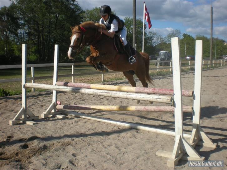 Anden særlig race Dexter Solgt)': billede 17