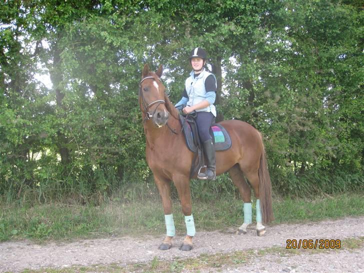 Welsh Partbred (Sec F) Officer W- B-pony - elsker dig dueralt! billede 11