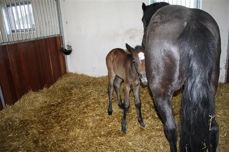 Connemara Broholm's Unique billede 18