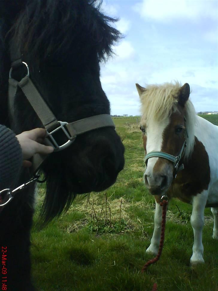 Miniature Sofie <3 *Passer* - Sofie og Tøssen <3 Bedste veninder EvEr , Hihi : ) billede 4