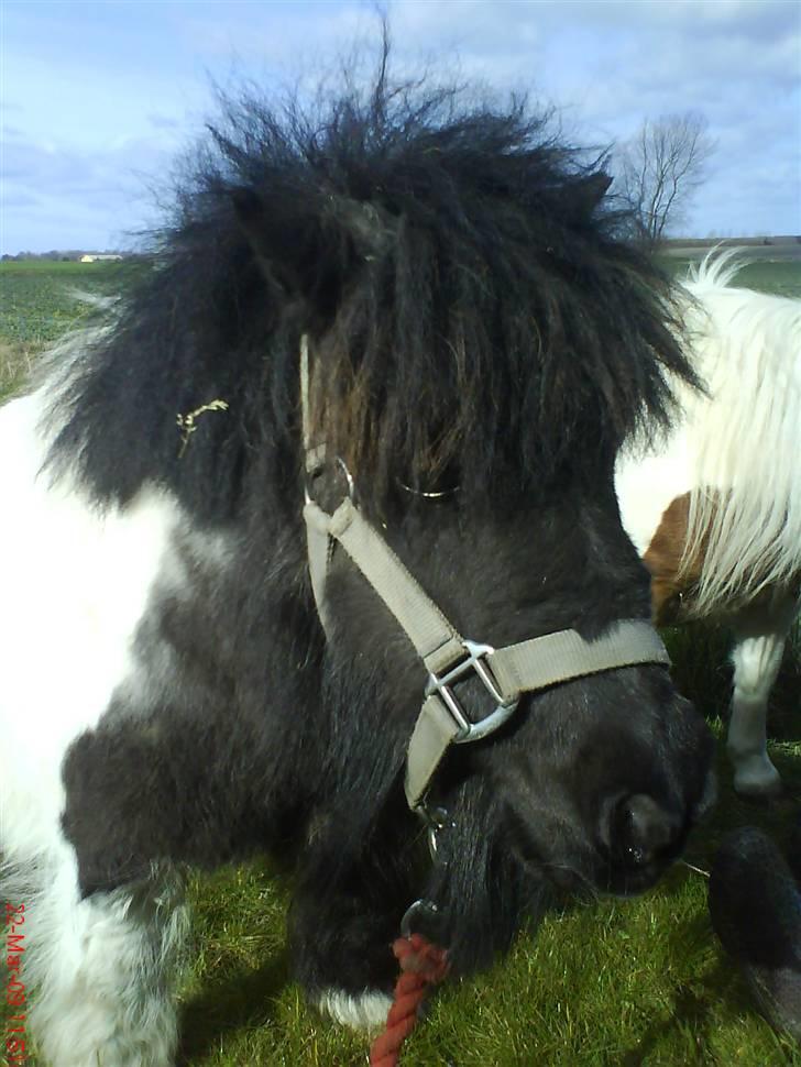 Miniature Sofie <3 *Passer* billede 6