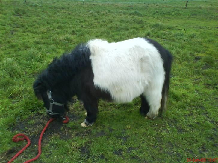 Miniature Sofie <3 *Passer* - Lille sofie <3 billede 12