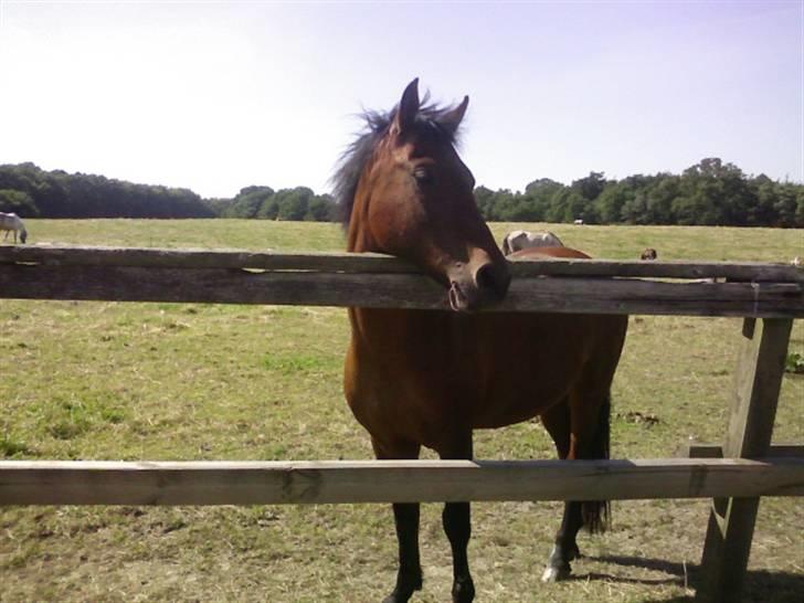 New Forest Velgårde Mirabell ††† (Aflivet) - den bedste dag i mit liv :D (FOTO:Mor) billede 7