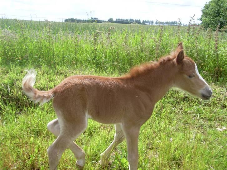 Anden særlig race Beauty Surprice  solgt - mit lille føl billede 3