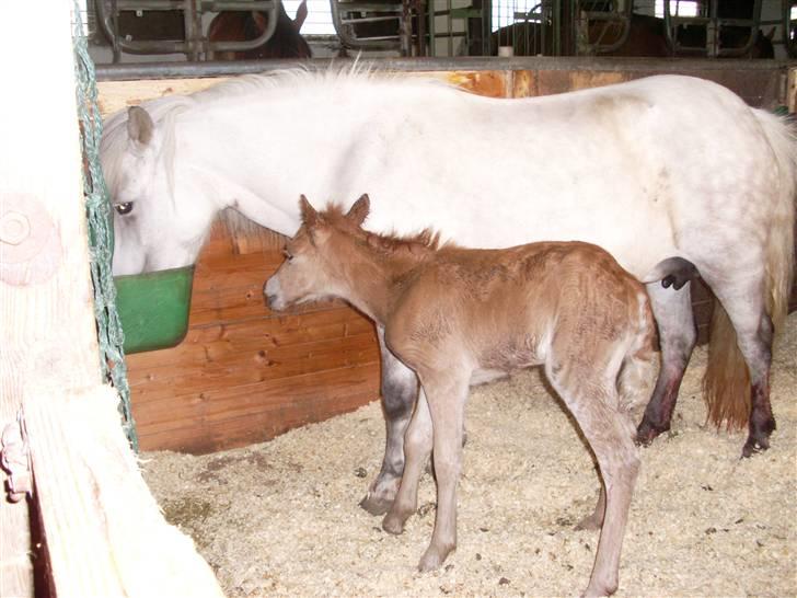 Anden særlig race Beauty Surprice  solgt - min lille pige billede 4