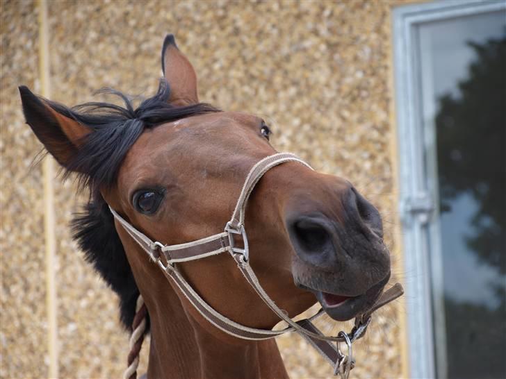 Holstener Pebbles Flyttet. miss you billede 11