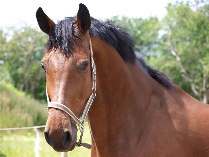 Holstener Pebbles Flyttet. miss you billede 12