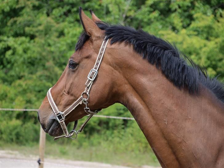 Holstener Pebbles Flyttet. miss you billede 15