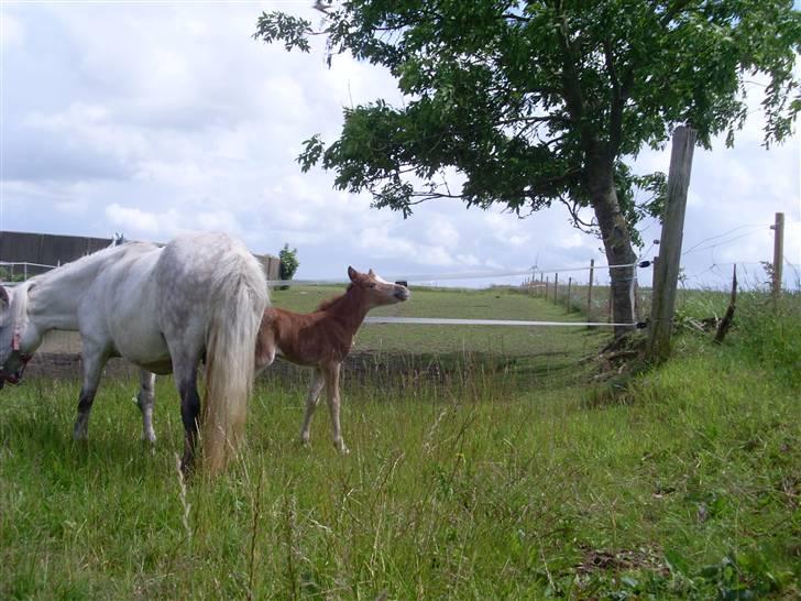 Anden særlig race Beauty Surprice  solgt - den  ferste dag  på  folen billede 5