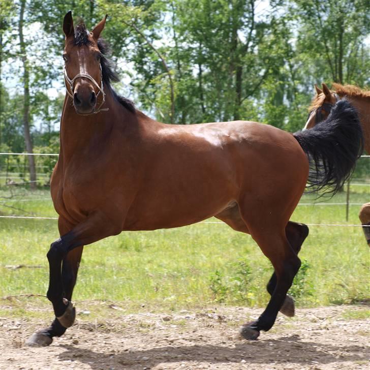 Holstener Pebbles Flyttet. miss you billede 16