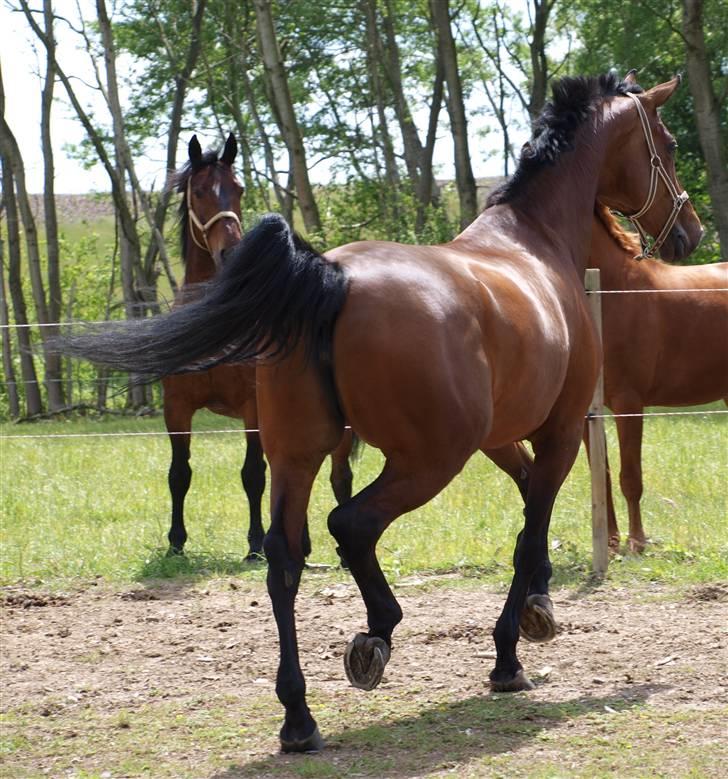 Holstener Pebbles Flyttet. miss you billede 17