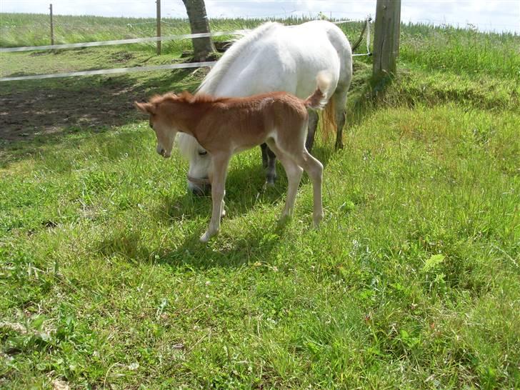 Anden særlig race Beauty Surprice  solgt - den lille pige billede 6