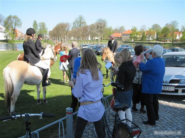 Fjordhest  Dino - SOLGT  - Red op til Æmmas konfirmation :D billede 14