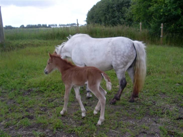 Anden særlig race Beauty Surprice  solgt billede 7