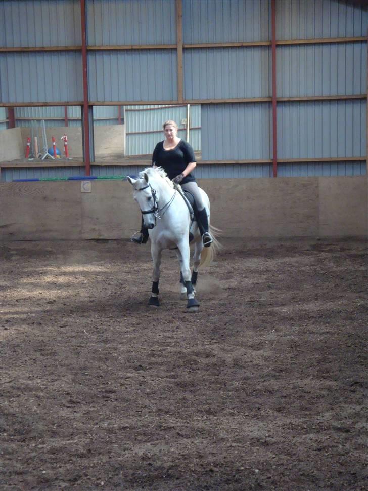 Lipizzaner Dalsø´s kiri - undervisning igen igen Foto: Danny billede 5