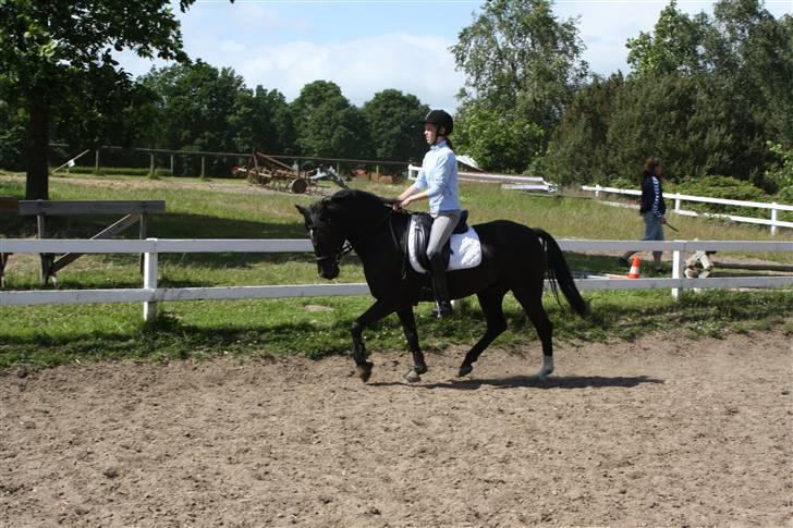 Hollandsk Sportspony Timmy Boy 'Solgt' - Galop - træning. Foto: Julie Lund billede 14