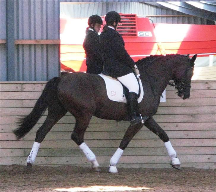 Dansk Varmblod Dalsø´s Oliver - oliver  til stævne billede 4