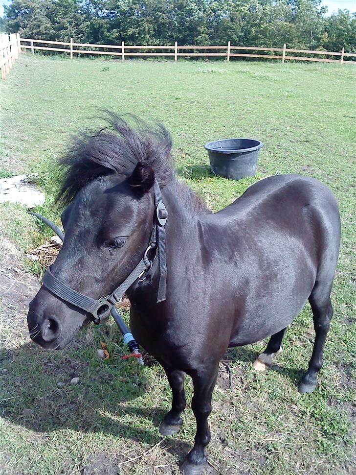 Shetlænder Wendy - smukke Wendy billede 7