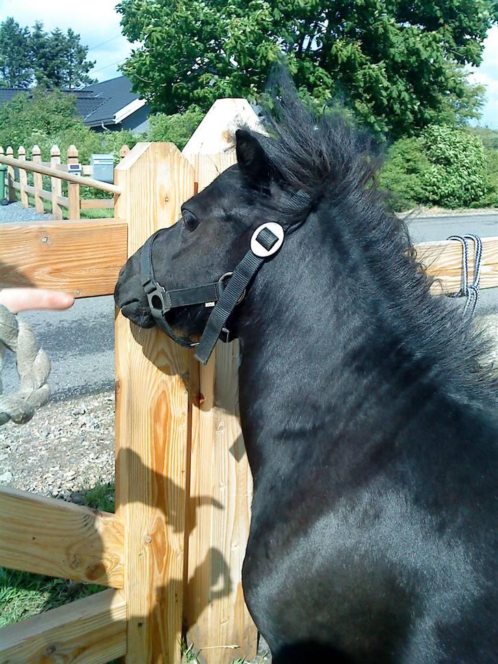 Shetlænder Wendy - Smukke lille Friser Shetter billede 8