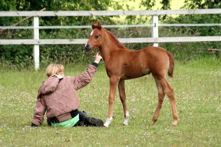 Arabisk fuldblod (OX) Waheds Nadia - Melissa & Nadia 1 måned billede 12