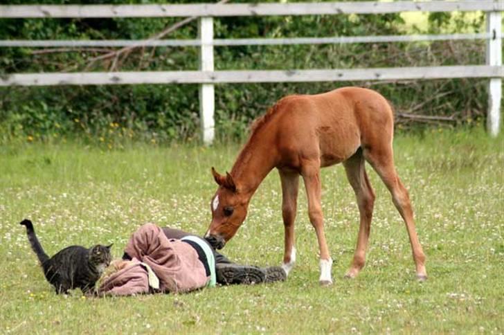 Arabisk fuldblod (OX) Waheds Nadia - Hr.Krog - Melissa & Nadia:-)) billede 13