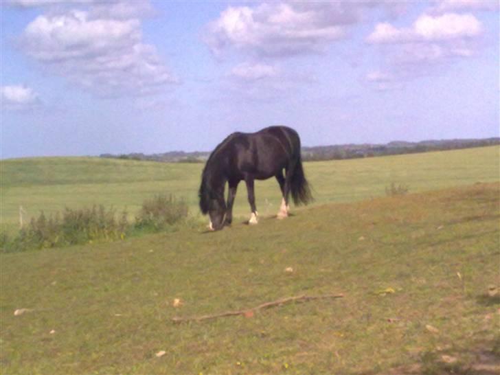Anden særlig race Bianca - Bianca sommer 09´ billede 11