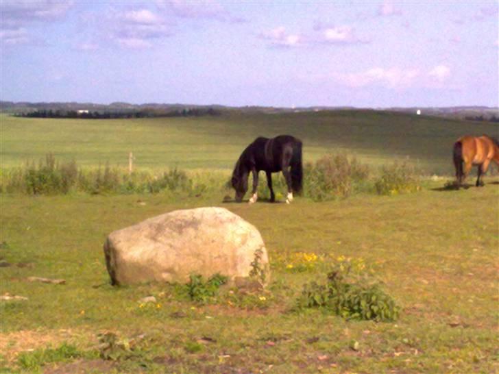 Anden særlig race Bianca billede 12
