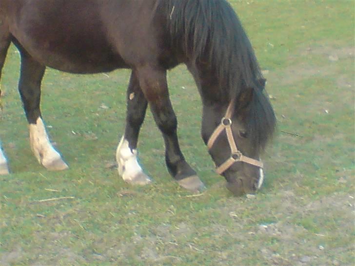 Anden særlig race Bianca billede 13