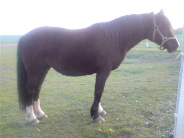 Anden særlig race Bianca billede 14