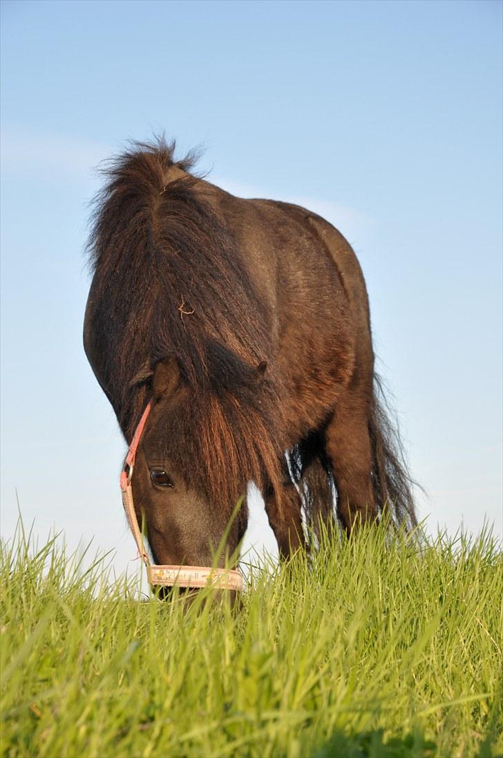 Shetlænder Fie billede 12