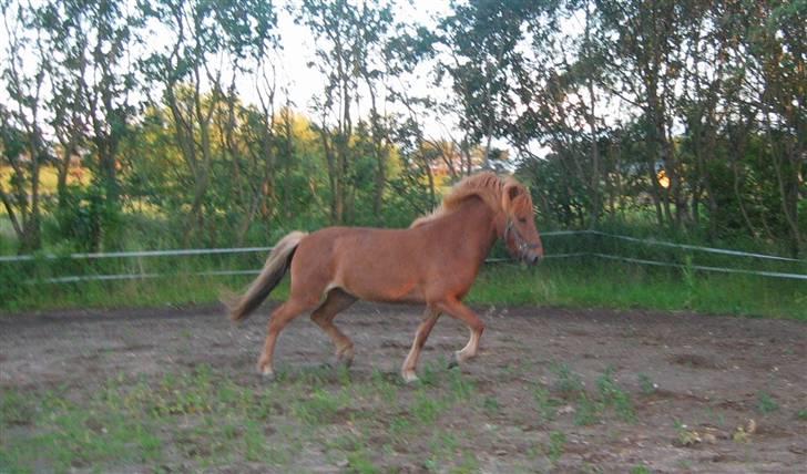 Islænder Rós fra Sauðanesi - Flot trav, løfter godt <3 billede 9