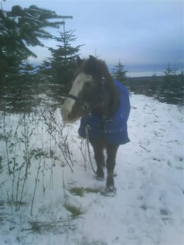 Welsh Mountain (sec A)  Samson R.I.P †<3 - samson da han var begyndt at blive syg :´/ billede 11