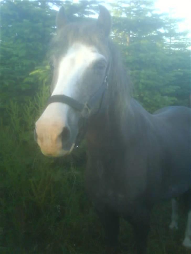 Welsh Mountain (sec A)  Samson R.I.P †<3 billede 13