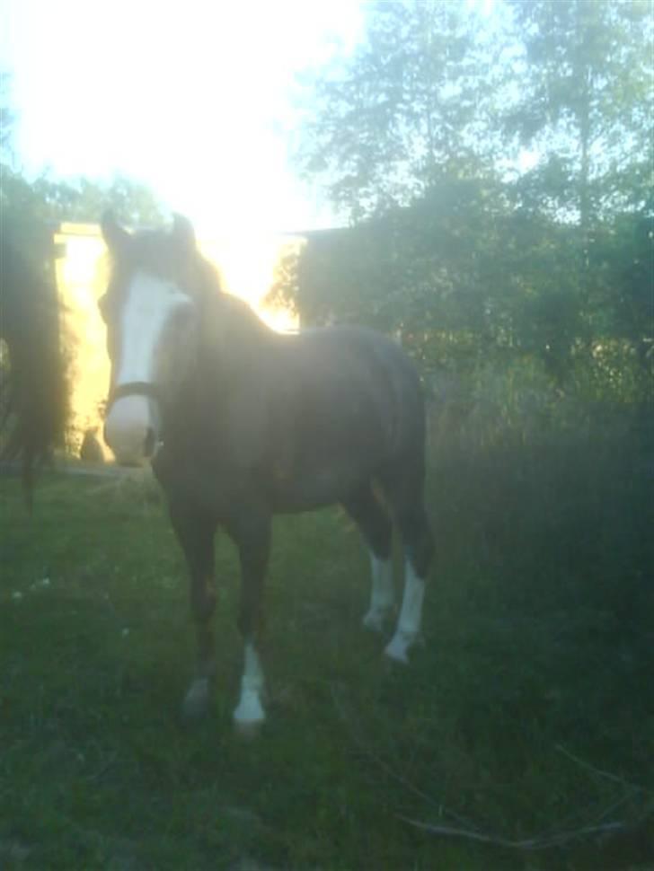 Welsh Mountain (sec A)  Samson R.I.P †<3 billede 14