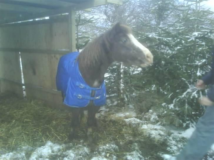 Welsh Mountain (sec A)  Samson R.I.P †<3 billede 15