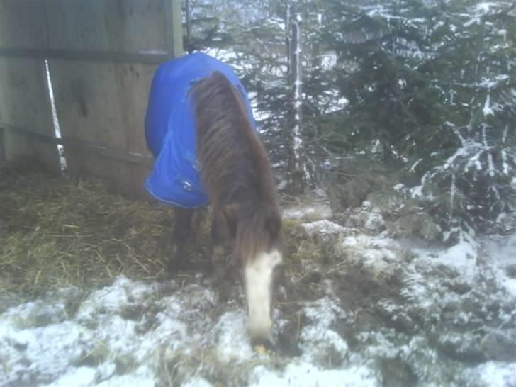 Welsh Mountain (sec A)  Samson R.I.P †<3 - ved godt billeder er dårlige men de betyder meget for mig <3 billede 16