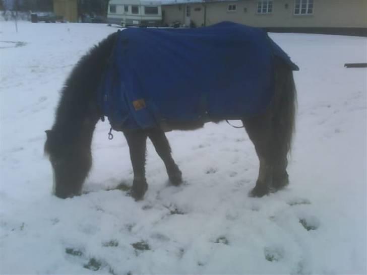 Welsh Mountain (sec A)  Samson R.I.P †<3 billede 17