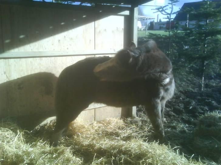 Welsh Mountain (sec A)  Samson R.I.P †<3 billede 18