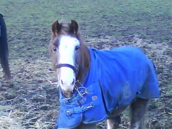 Welsh Mountain (sec A)  Samson R.I.P †<3 billede 19