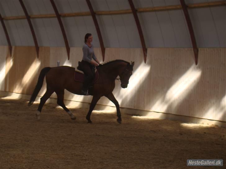 Dansk Varmblod Her Royal Highness    billede 9