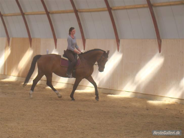 Dansk Varmblod Her Royal Highness    billede 10